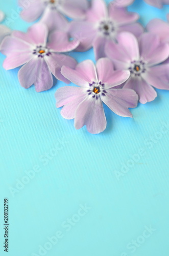 Lavender violet phlox flowers on turquoise teal blue pastel flat layout with copy space