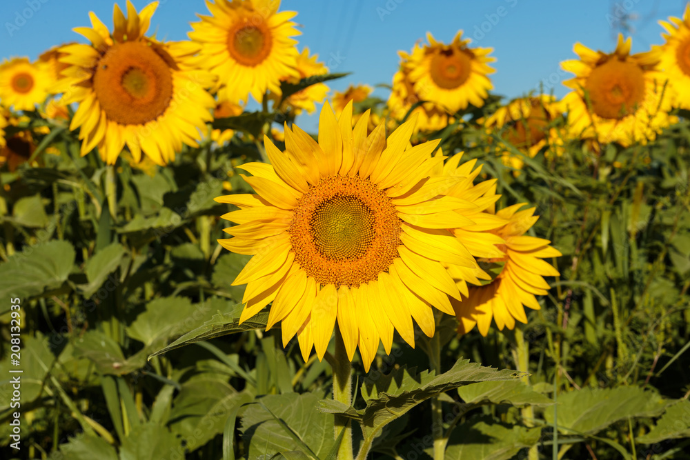 Fototapeta premium Sunflower field in full bloom Quebec, Canada.
