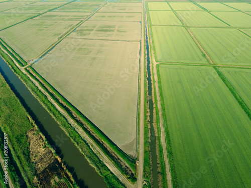 The rice fields are flooded with water. Flooded rice paddies. Agronomic methods of growing rice in the fields.