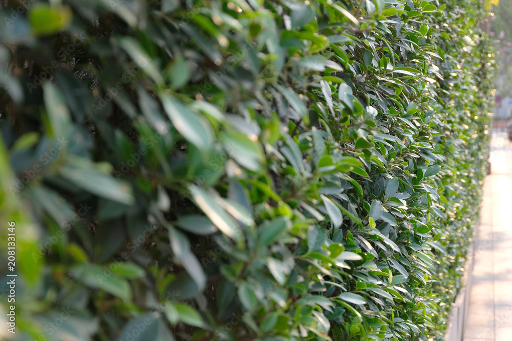 soft focus, green leaf background