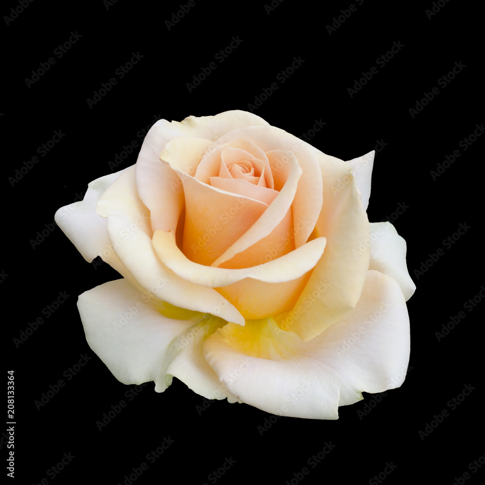 Naklejka premium piękna żółta róża