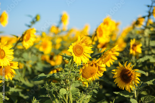 Sunflower field in full bloom Quebec  Canada.