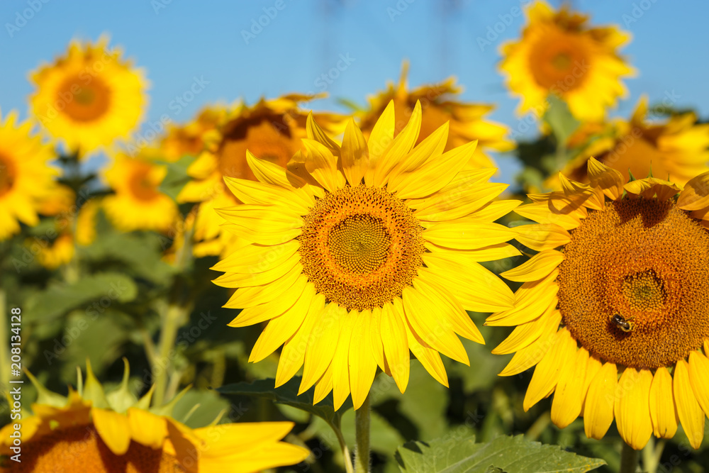Obraz premium Sunflower field in full bloom Quebec, Canada.