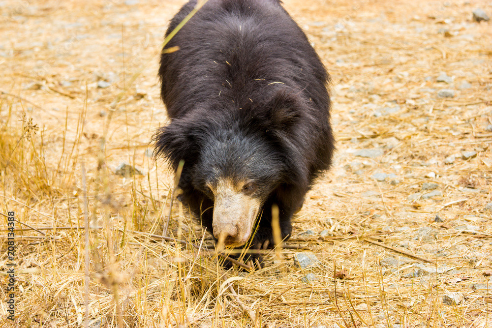 Sloth bear roaming wild in incredible India. Sloth bear roaming wild in incredible India.
