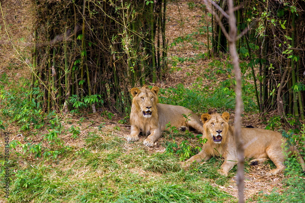 Fototapeta premium Asiatic Lion, now an edangered species shot in incredible India.