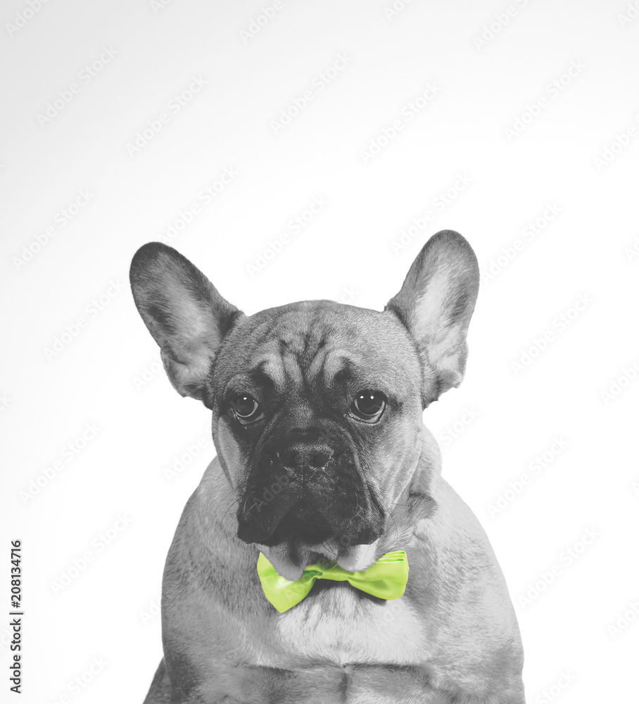Funny dog picture. Mugshot of a french bulldog with bow. Bow has colors, other black and white. Funny face, copy space.