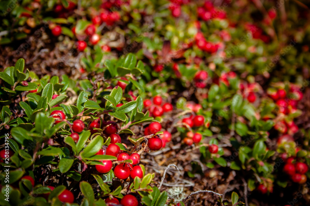 Cowberry ordinary in the Carpathian mountains. Ukraine