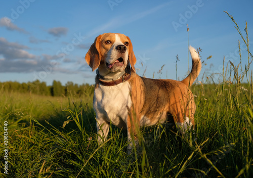 dog portrait Beagle in the evening for a walk in the field
