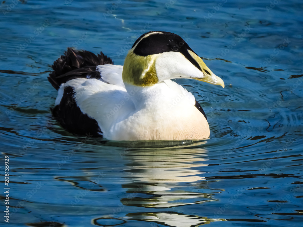 Male Eider duck, normally migratory sea bird that has somehow adjusted to a sedentary life in the fresh water environment of the Upper Zurich Lake (Obersee)