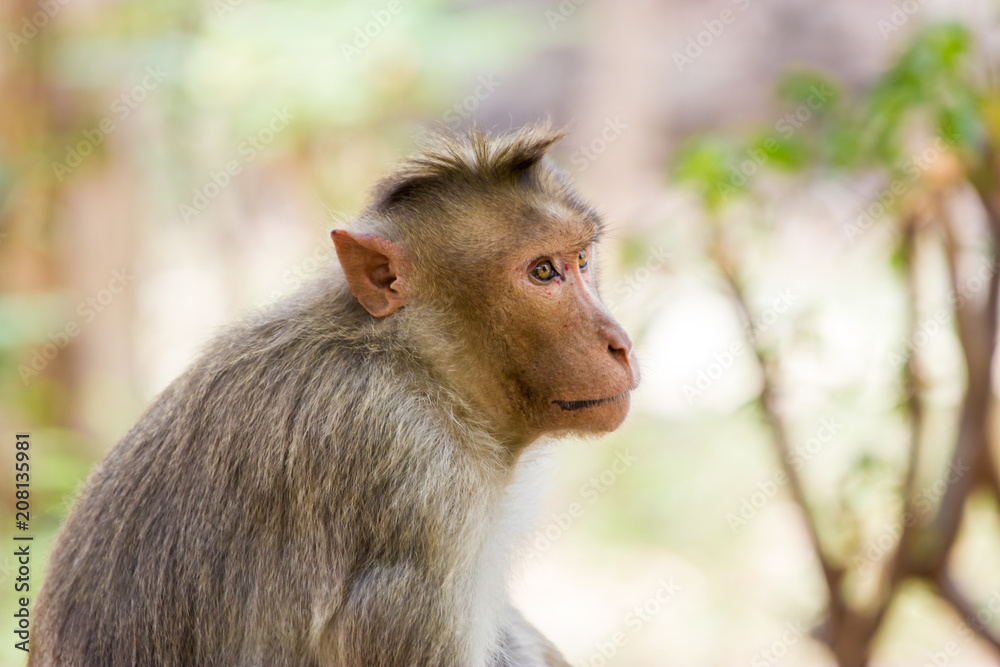 Bonnet Macaques taken around the city of Bangalore India. Bonnet Macaques taken around the city of Bangalore India.