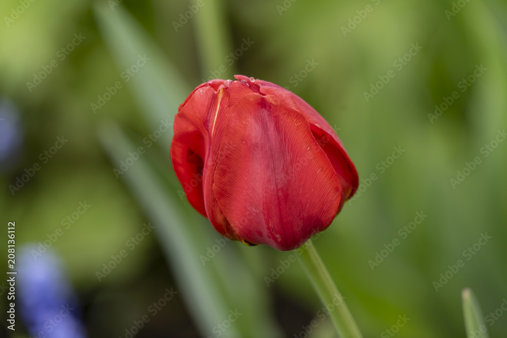 red tulip