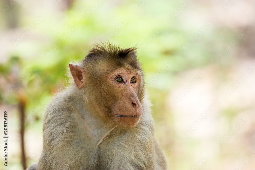 Bonnet Macaques taken around the city of Bangalore India. Bonnet Macaques taken around the city of Bangalore India.
