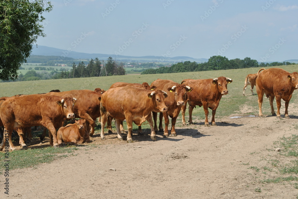 Obraz premium Krowy na pastwisku