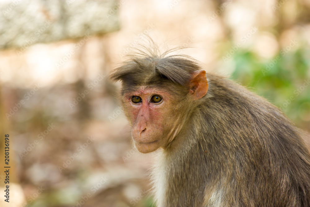 Bonnet Macaques taken around the city of Bangalore India. Bonnet Macaques taken around the city of Bangalore India.
