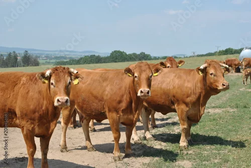 Obraz Krowy na pastwisku