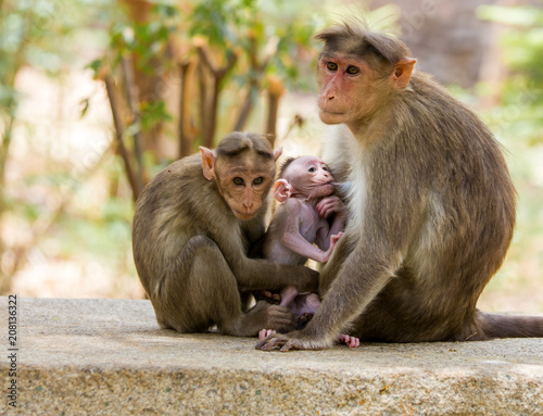 Bonnet macaque family near Bangalore India. © Hummingbird Art