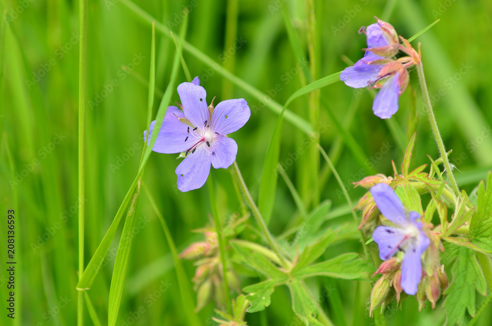 Blue flower on green background. Field flowers. Blue flower on green background. Field flowers.