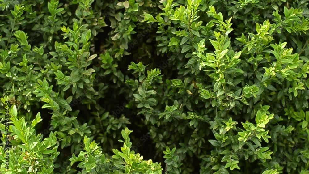 Beautiful evergreen buxus bush. Pan shot. Beautiful evergreen buxus bush. Pan shot.