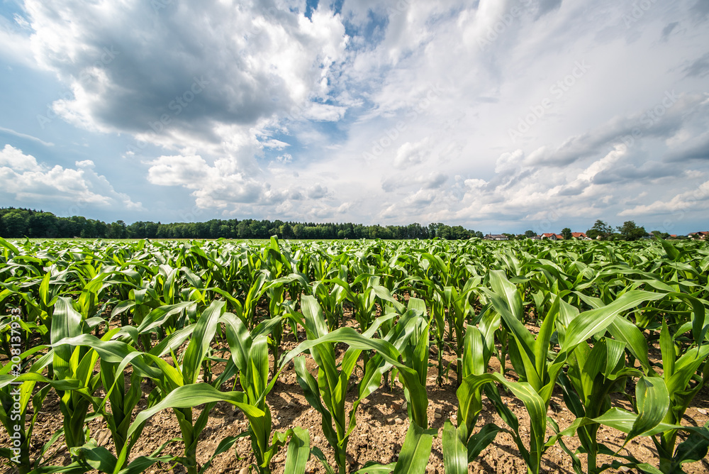 Corn field in a sun