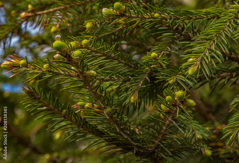 The twigs of a fir-tree with young green buds in spring The twigs of a fir-tree with young green buds in spring