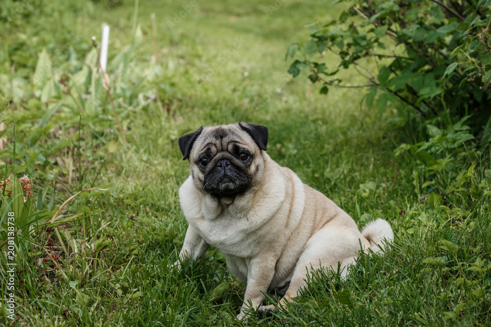собачка мопс сидит  на зеленой  на лужайке