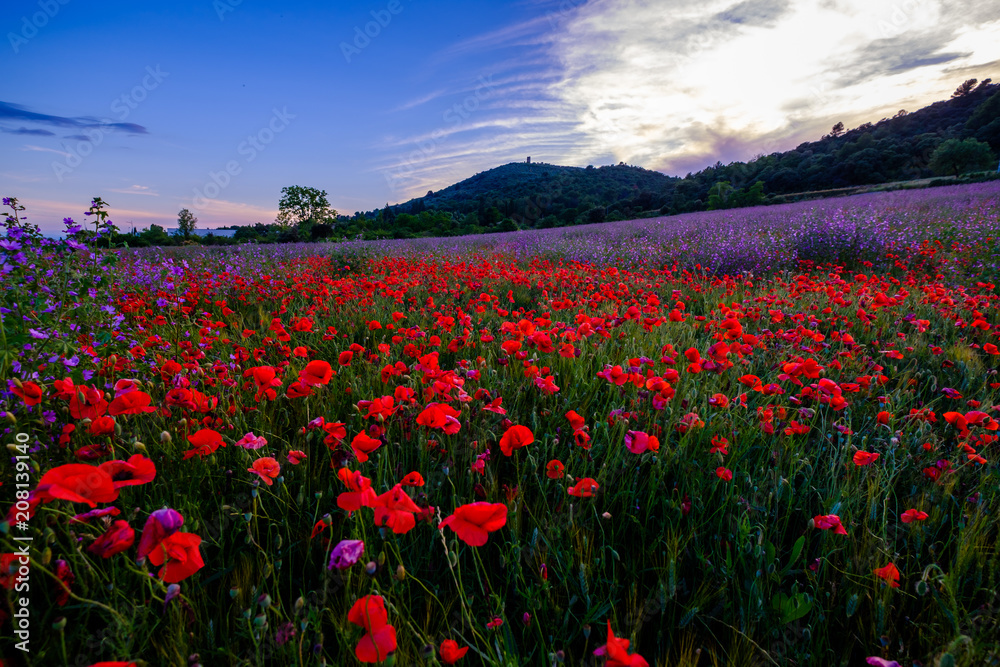Champ de coquelicots et de grande mauve en Provence, France. Le Mont d'Or en arrière plan.