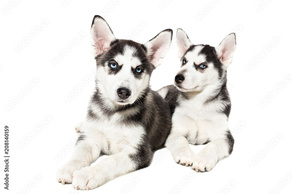 Two cute little husky puppies isolated on white background Two cute little husky puppies isolated on white background