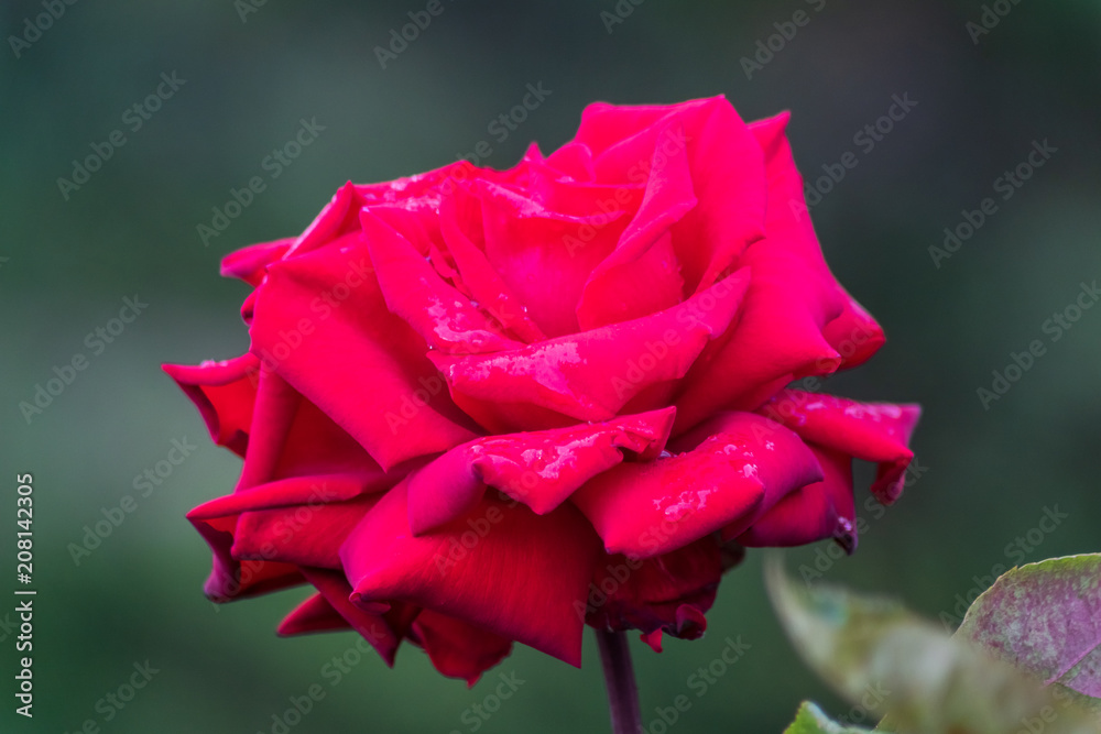 Rose flower in the sprintime garden, natural light.