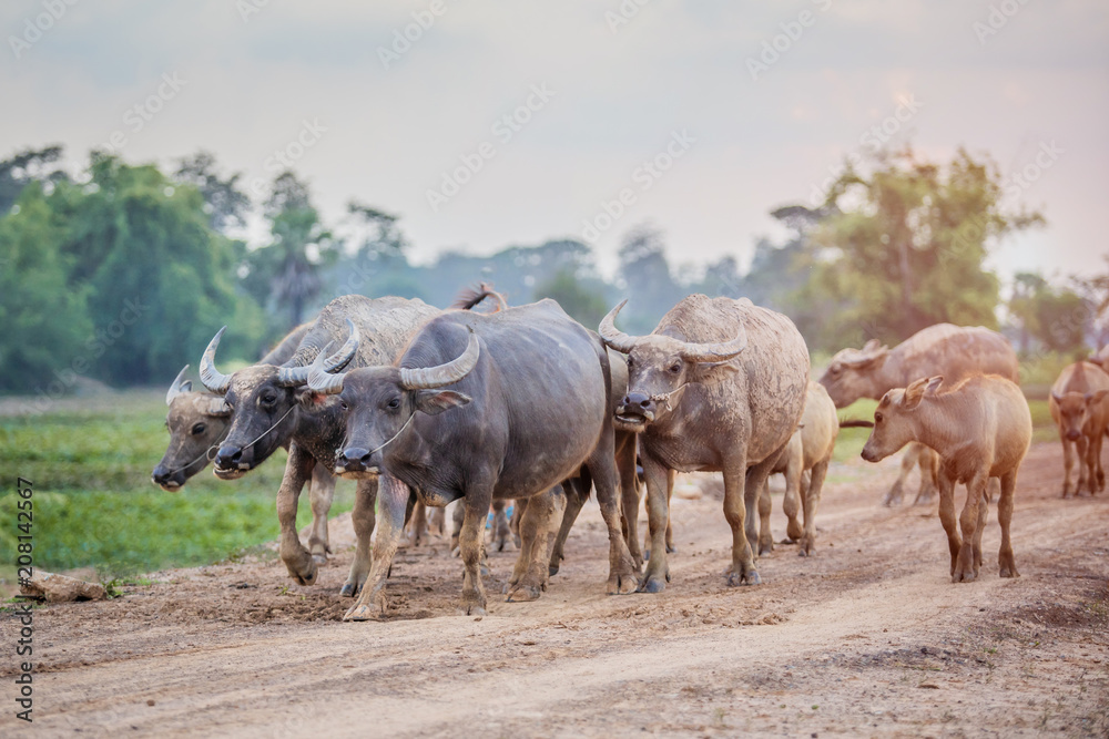buffalo walk  in the field rice.