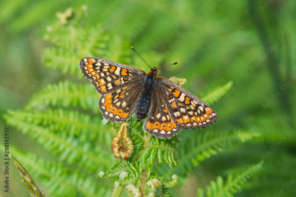 Marsh fritillary butterfly on fern in summer , Cornwall, UK Marsh fritillary butterfly on fern in summer , Cornwall, UK