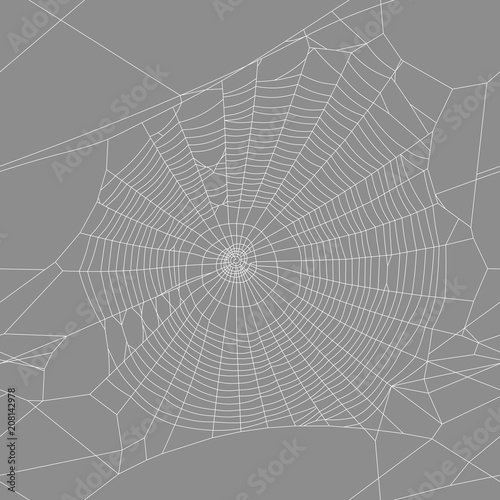 vector background spider web