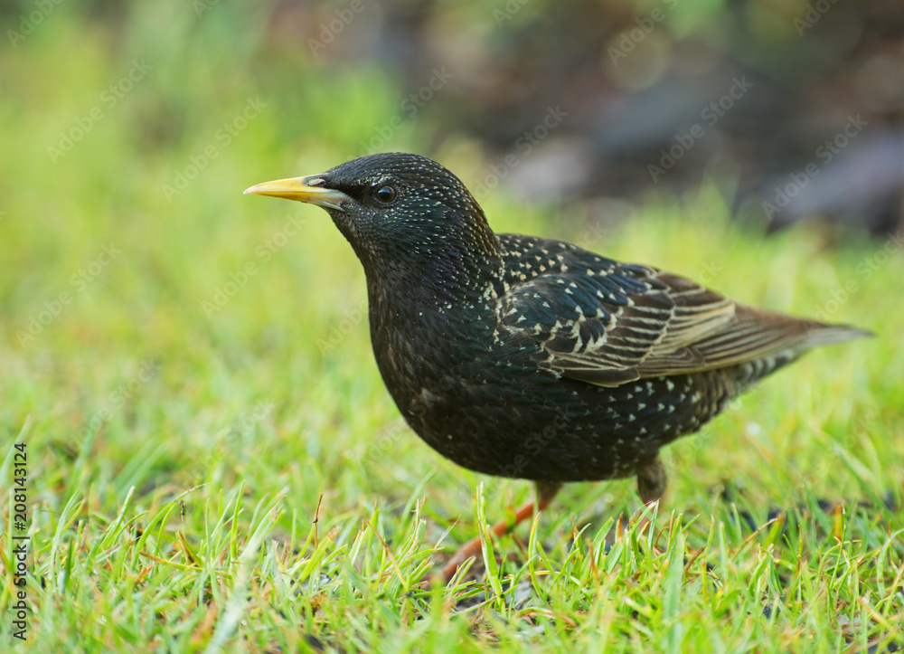 Starling (Sturnus vulgaris) walks on the grass searching for food Starling (Sturnus vulgaris) walks on the grass searching for food