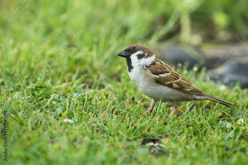 Tree sparrow (Passer montanus) on the grass © Tomasz Kubis