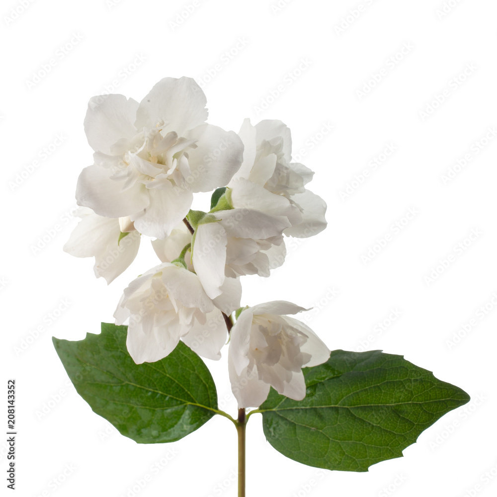 Obraz premium branch of jasmine flowers isolated on white background