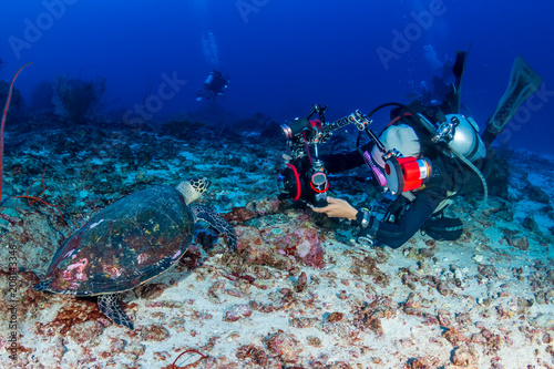 Female SCUBA diver photographing a Hawksbill turtle on a tropical coral reef photo