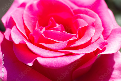 Beautiful pink rose flower blossom in the garden