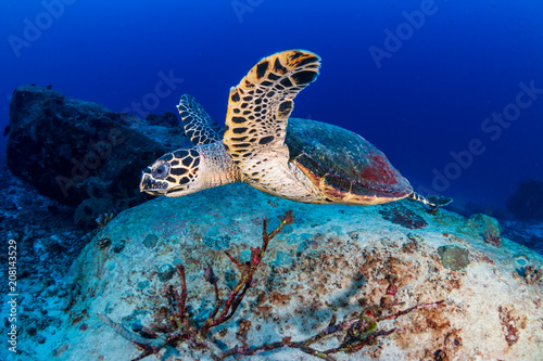 Hawksbill Sea Turtle feeding on a tropical coral reef