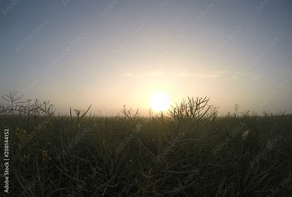 Obraz premium dawn over the field