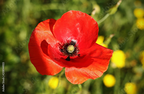 Spring poppy in the field