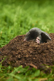 Close up of Mole in garden. Talpa europaea, crawling out of brown molehill, green grass lawn background. Selective focus