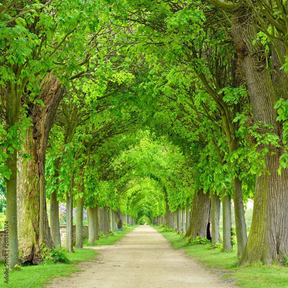 Fototapeta Park z tunelową aleją lipową na wiosnę, świeże zielone liście