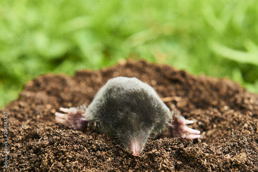 Close up of Mole in garden. Talpa europaea, crawling out of brown molehill, green grass lawn background. Selective focus Close up of Mole in garden. Talpa europaea, crawling out of brown molehill, green grass lawn background. Selective focus