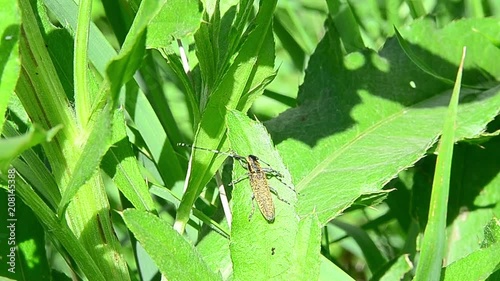 Agapanthia villosoviridescens, golden-bloomed grey longhorn beetle photo