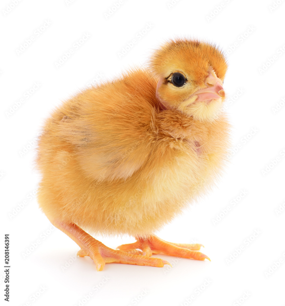 Obraz premium Small yellow chicken