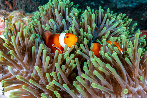 Beautiful Clownfish on a tropical coral reef