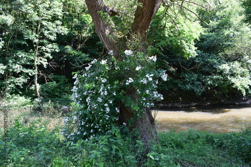 weiße Hecke wächst einen Baum hoch, Ahrtal photo