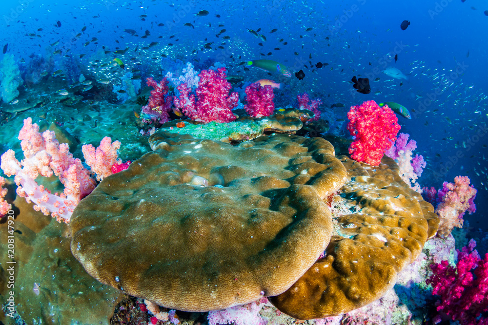 Colorful tropical fish swim around a healthy, thriving coral reef Colorful tropical fish swim around a healthy, thriving coral reef