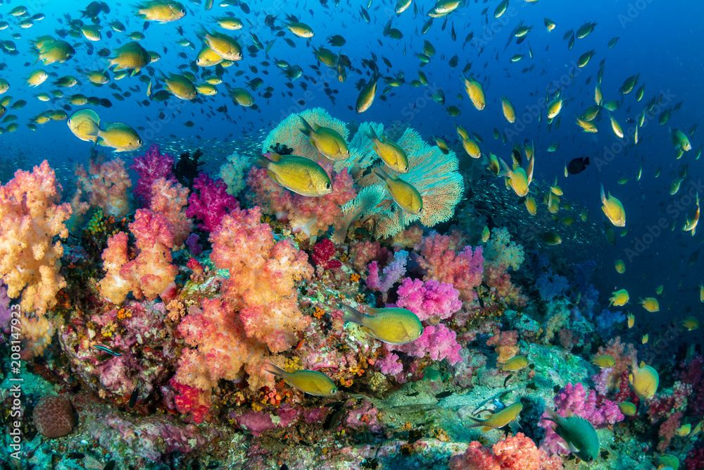 Colorful tropical fish swim around a healthy, thriving coral reef