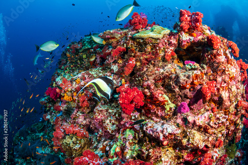 Colorful tropical fish swim around a healthy  thriving coral reef