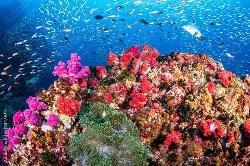 Fototapeta Naklejka Na Ścianę i Meble -  Tropical fish swimming around a healthy, colorful tropical coral reef